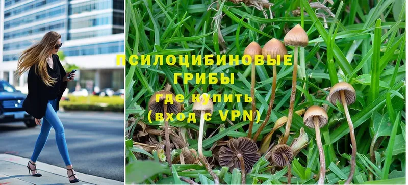 Псилоцибиновые грибы MAGIC MUSHROOMS  где можно купить наркотик  Каспийск 